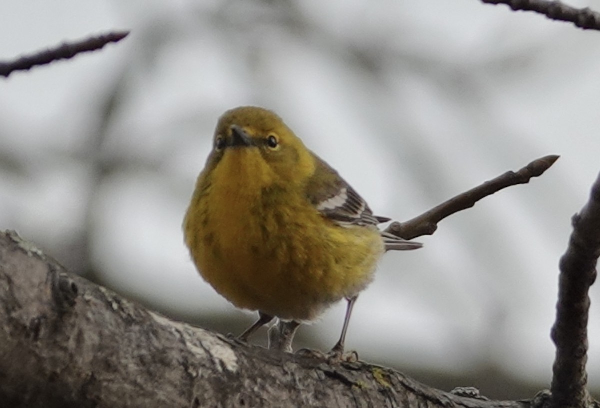 Pine Warbler - ML632356480