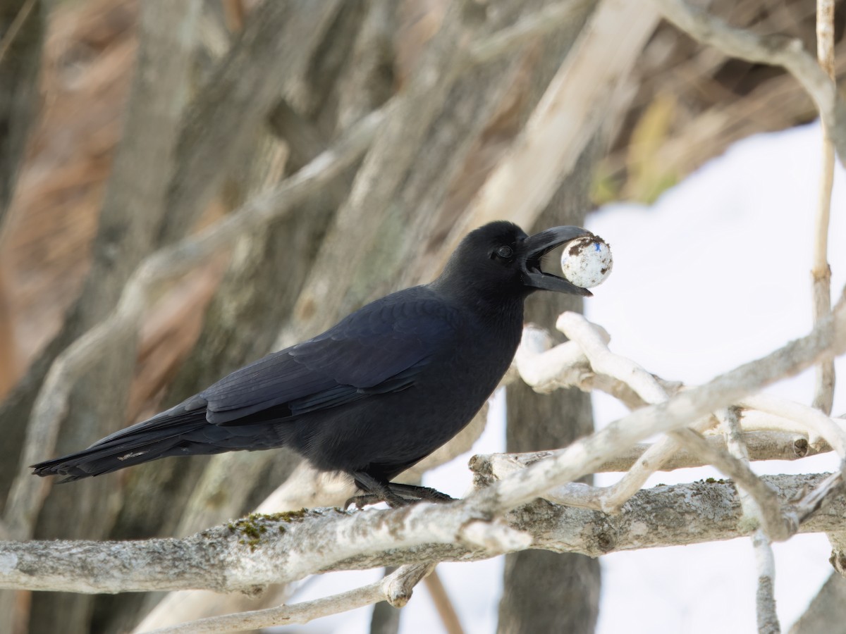 Large-billed Crow - ML632356641