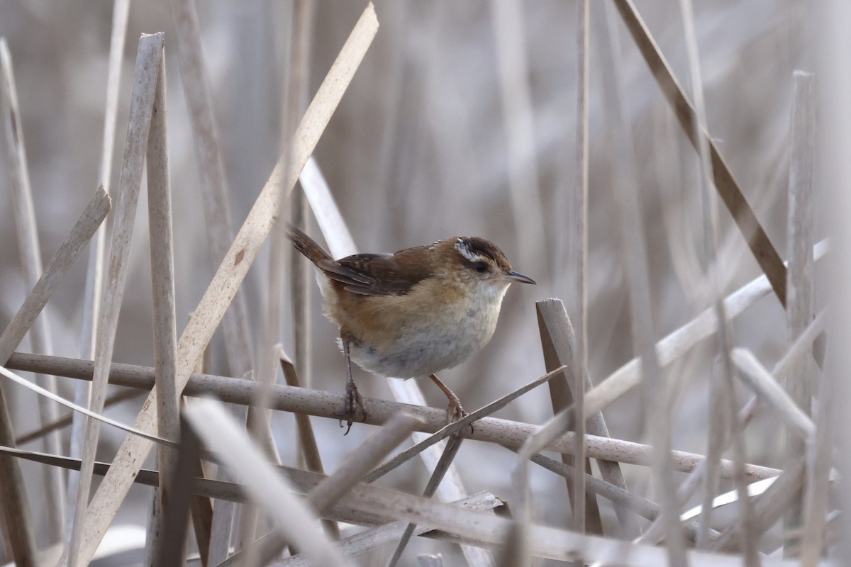 Marsh Wren - ML632356658