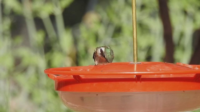 Lucifer Hummingbird - ML632356706