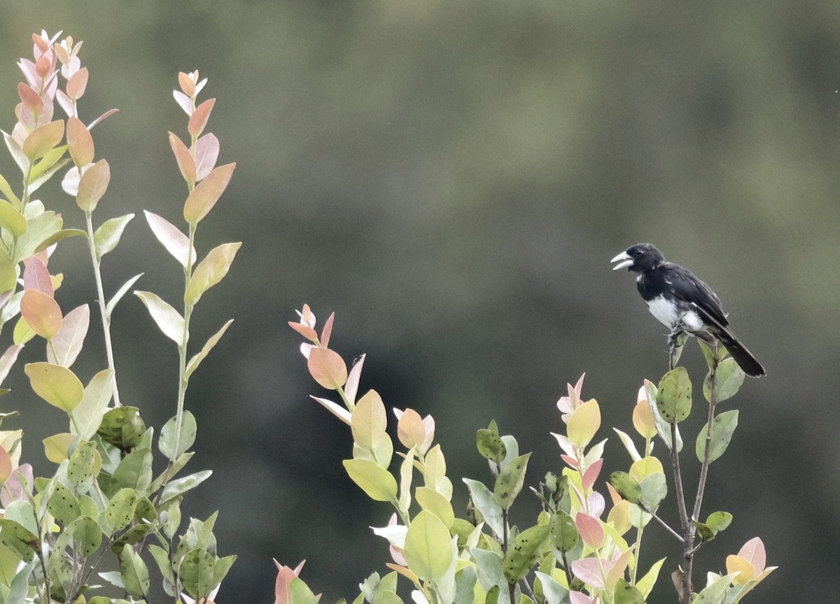 Cone-billed Tanager - ML632356879