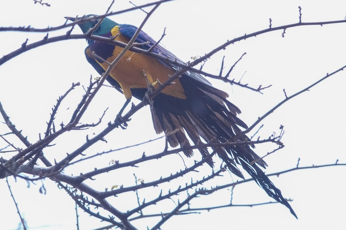 Golden-breasted Starling - ML632356908
