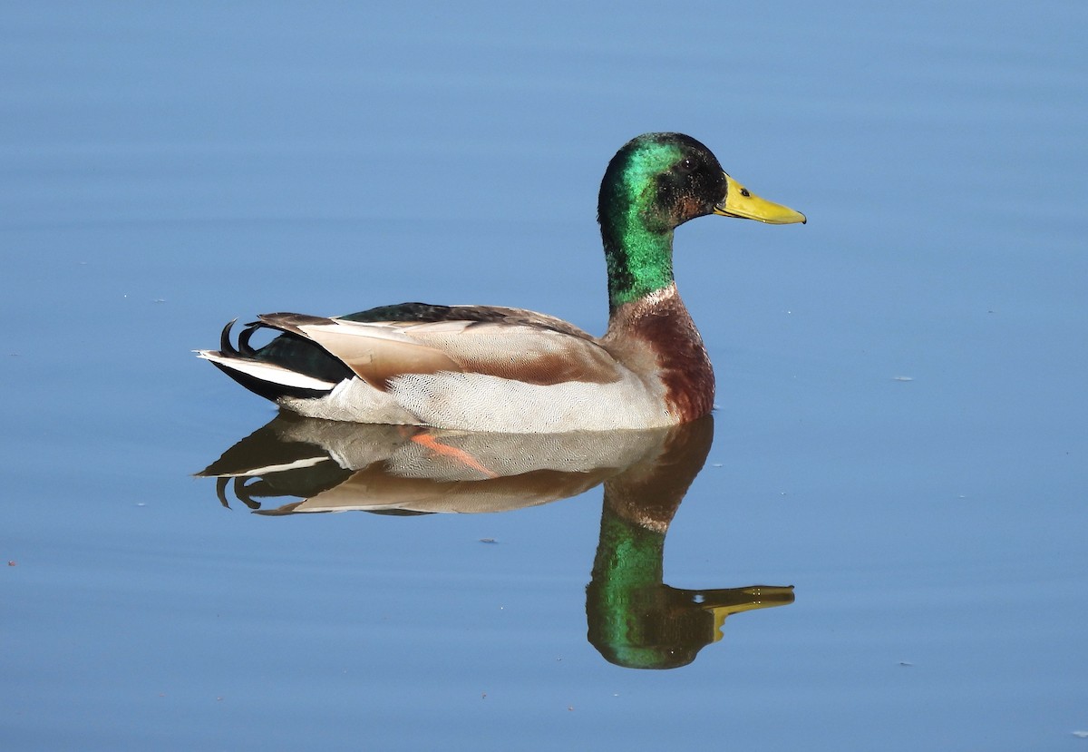 Mallard - ML632357036