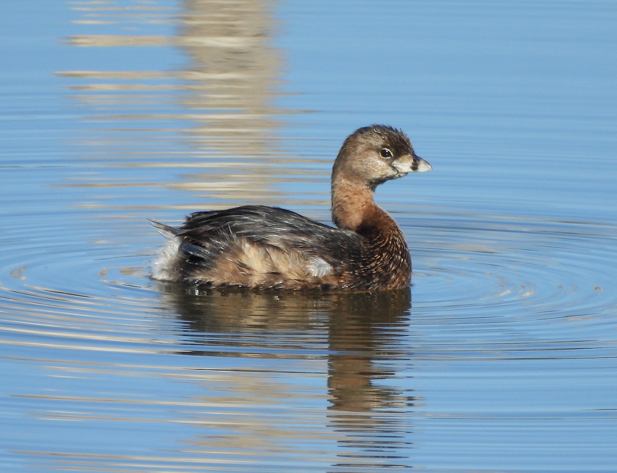 Pied-billed Grebe - ML632357050