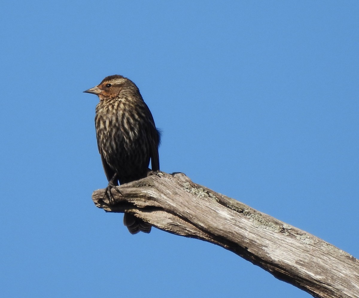 Red-winged Blackbird - ML632357067
