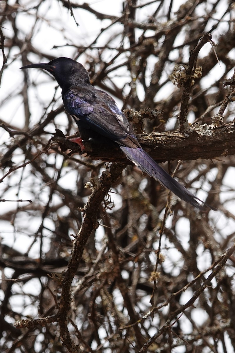 Black-billed Woodhoopoe - ML632357113