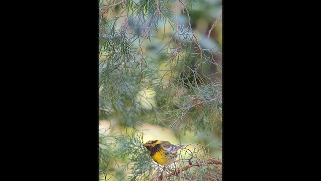 Townsend's Warbler - ML632357170
