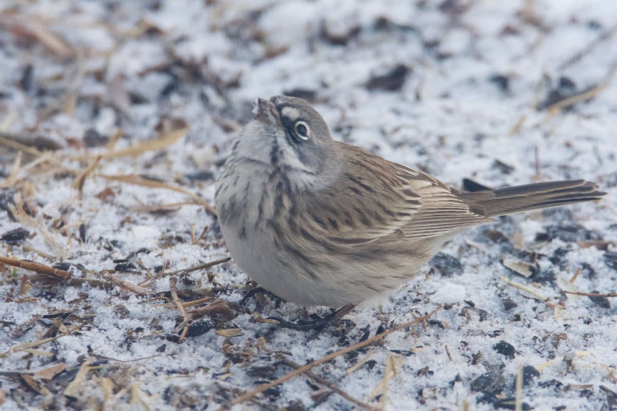 Sagebrush Sparrow - ML632357183
