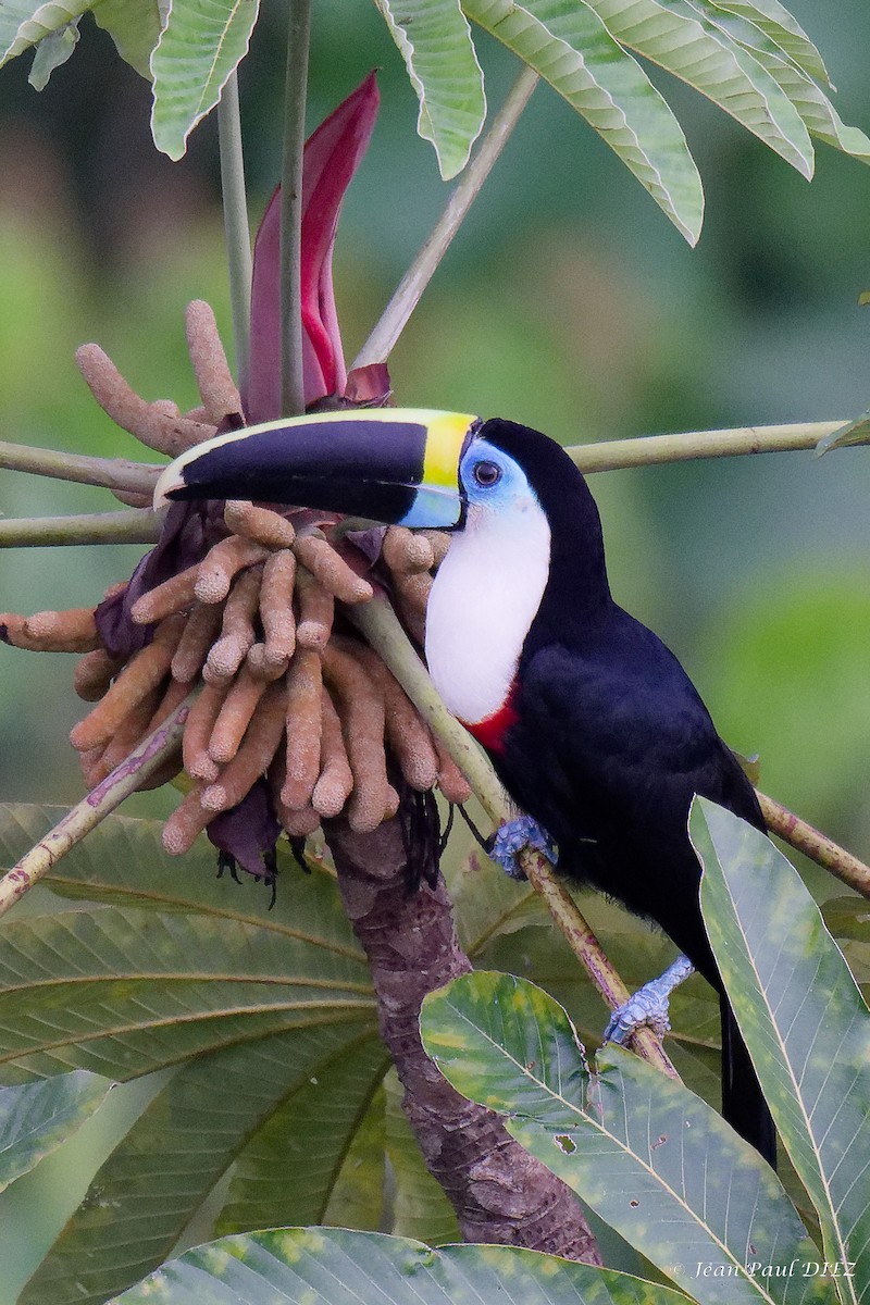 White-throated Toucan - ML632357191