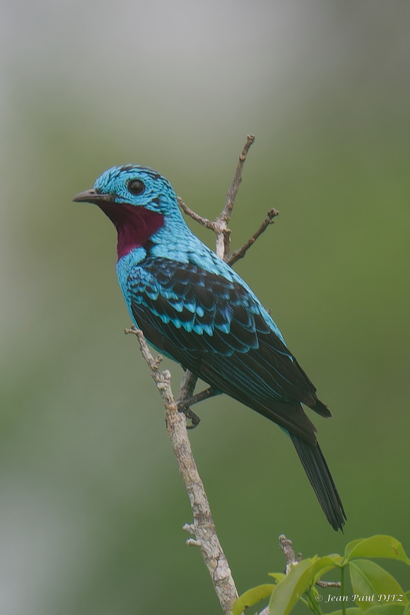 Spangled Cotinga - ML632357203