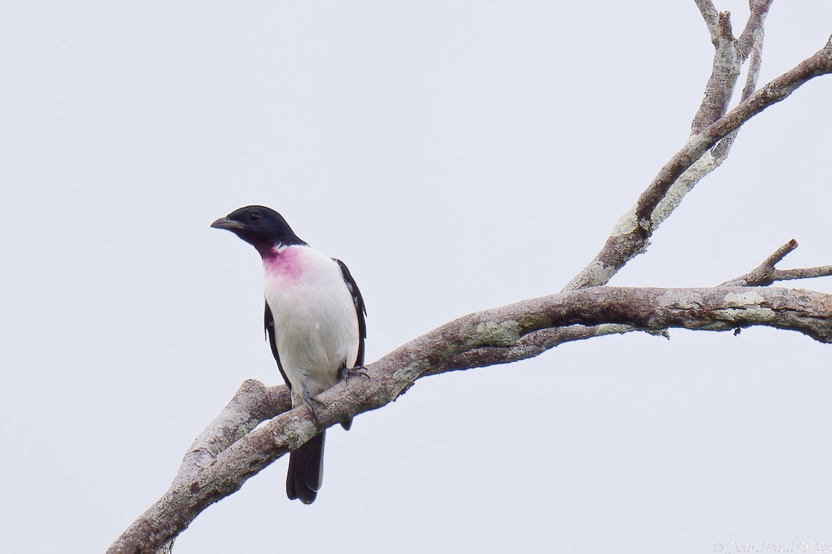 Purple-throated Cotinga - ML632357216