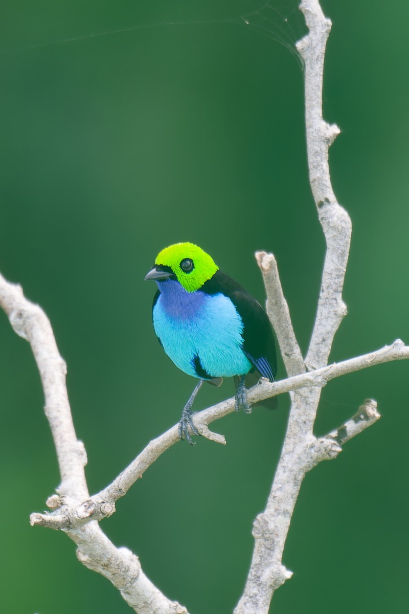 Paradise Tanager - ML632357220