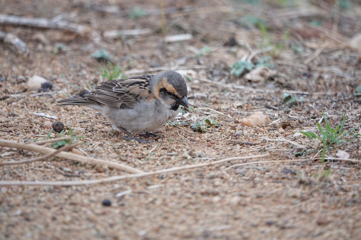 Shelley's Rufous Sparrow - ML632357271