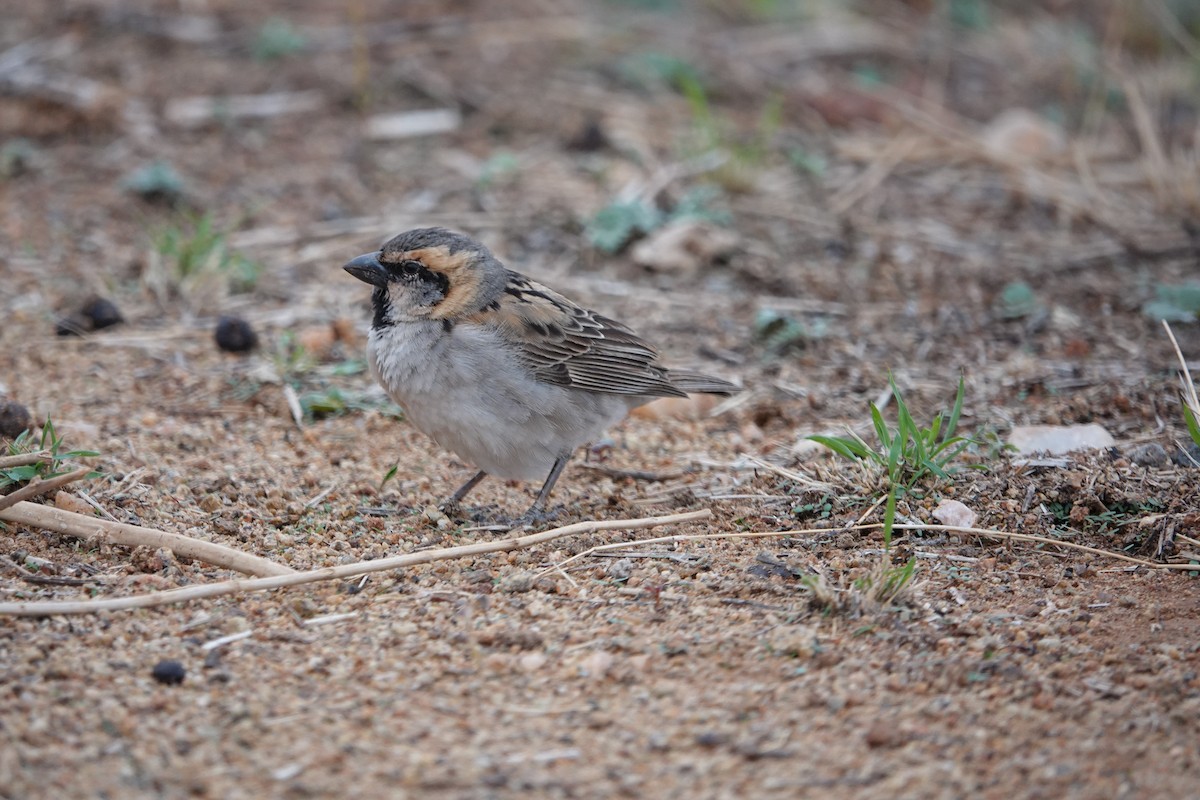 Shelley's Rufous Sparrow - ML632357272