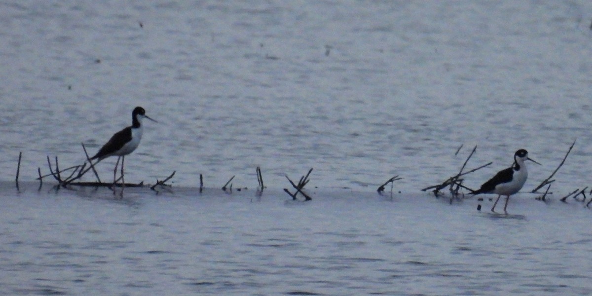 Black-necked Stilt - ML632357494