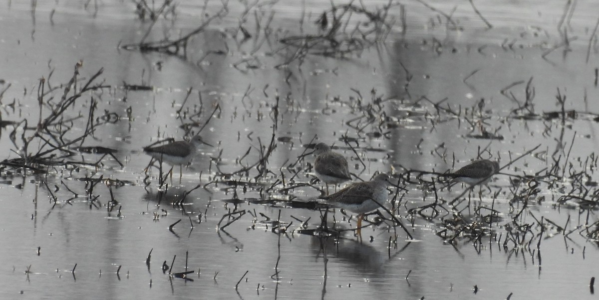 Greater Yellowlegs - ML632357510