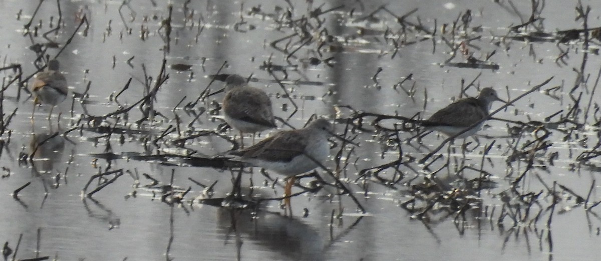Greater Yellowlegs - ML632357515