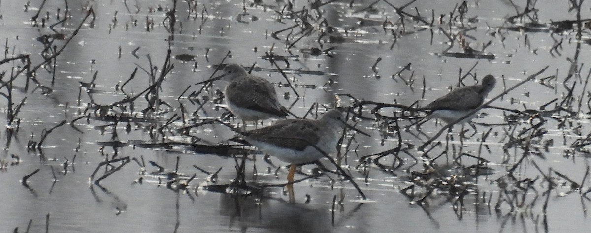 Greater Yellowlegs - ML632357520