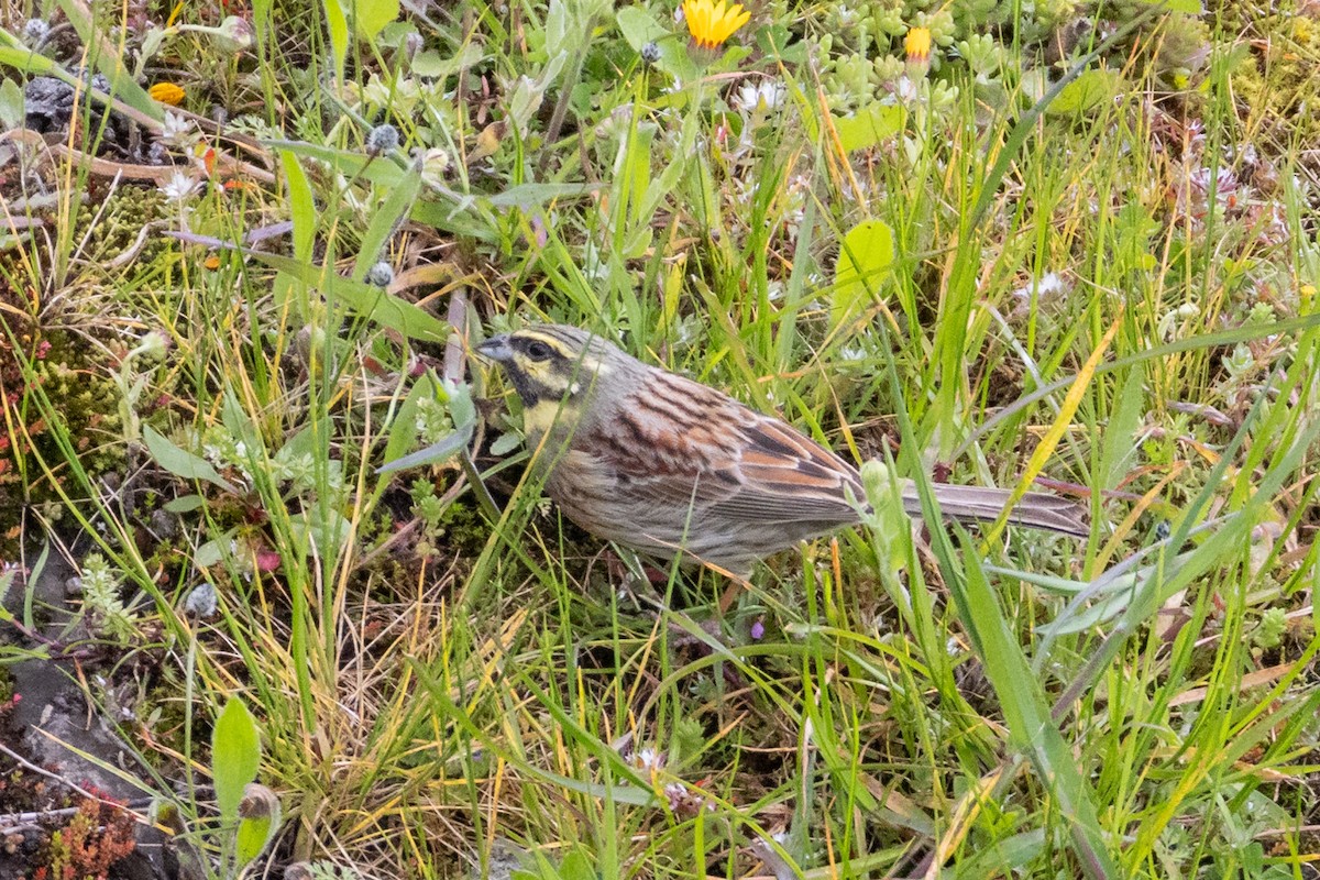 Cirl Bunting - ML632357579