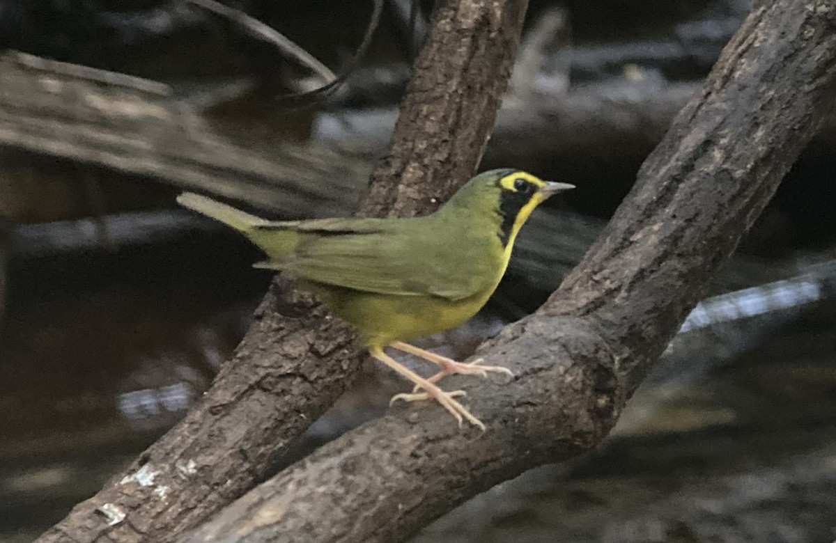 סבכון קנטקי - ML632357660
