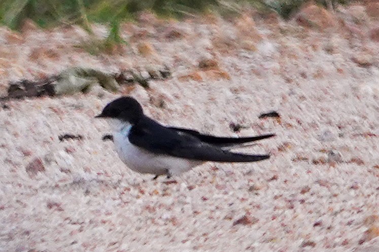 White-tailed Swallow - ML632357715