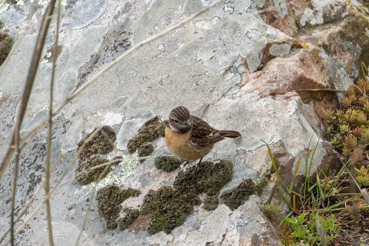 European Stonechat - ML632357718