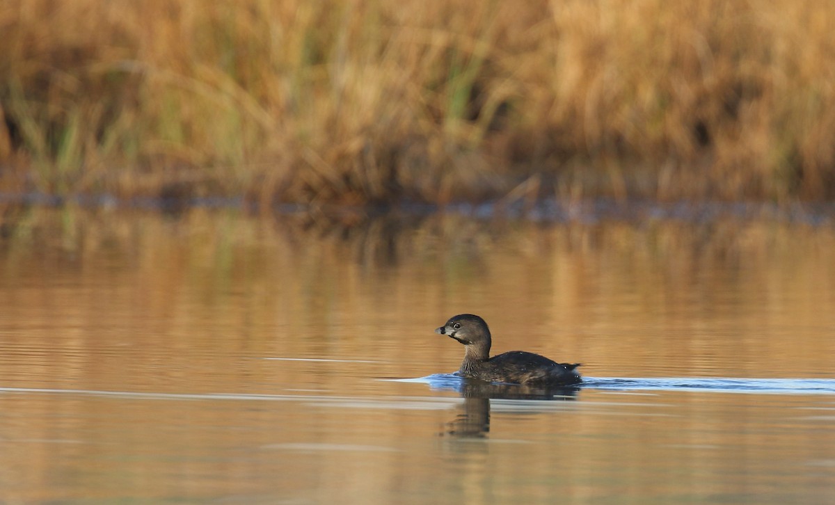 Pied-billed Grebe - ML632357752