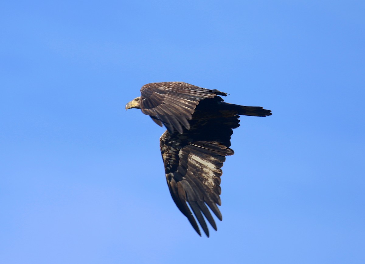 Bald Eagle - ML632357760