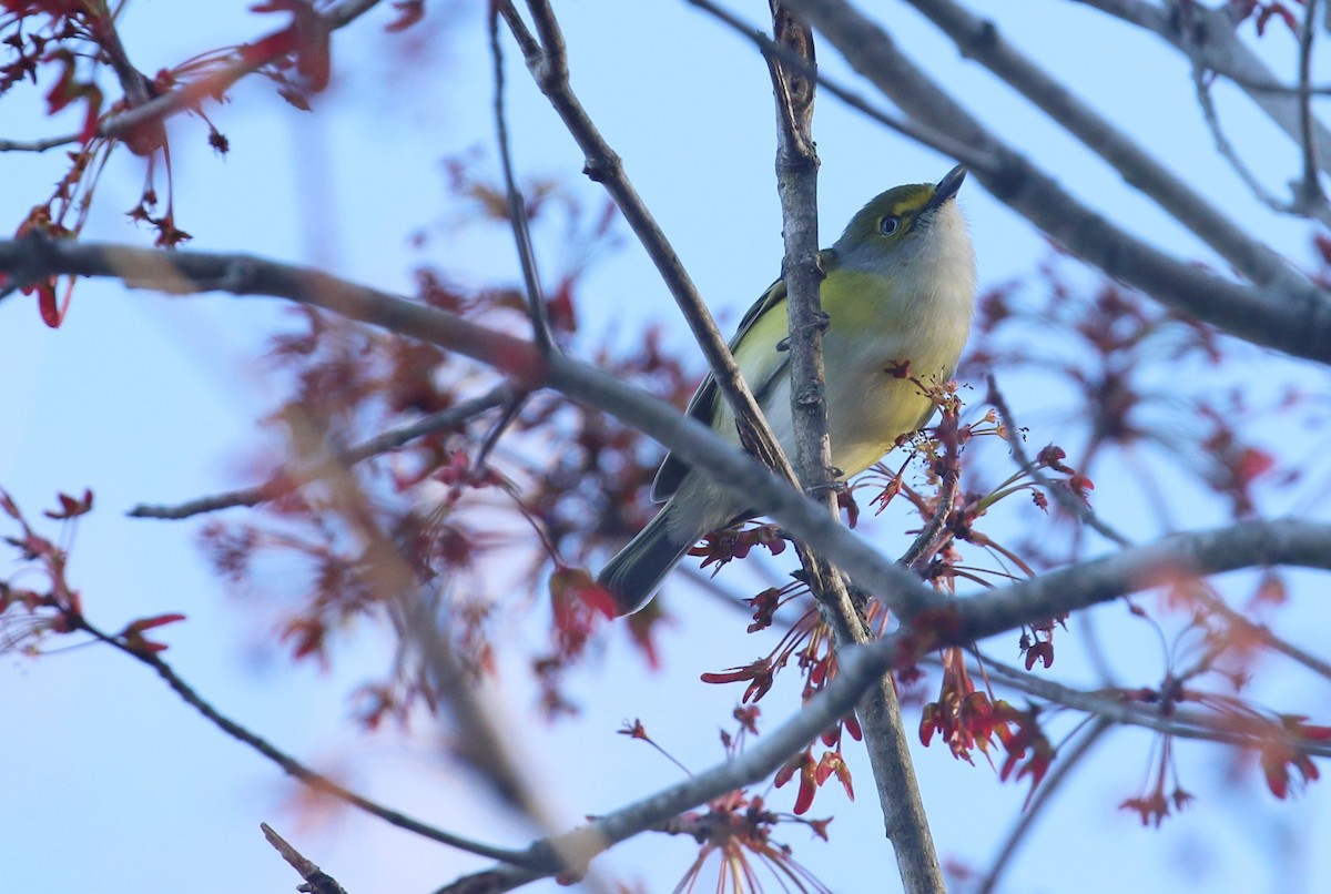 White-eyed Vireo - ML632357766
