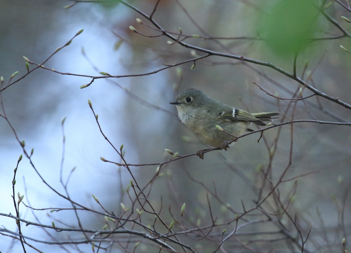 Ruby-crowned Kinglet - ML632357778