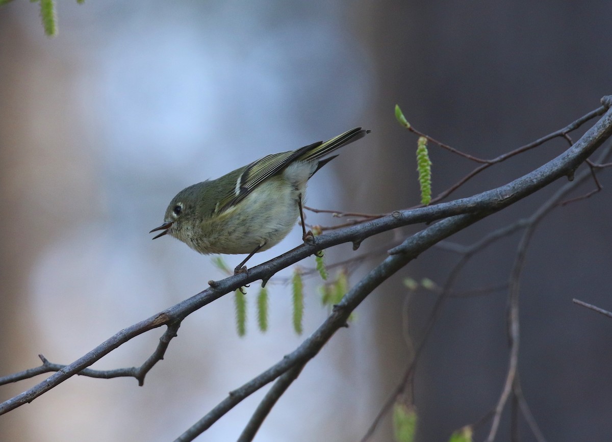Ruby-crowned Kinglet - ML632357779