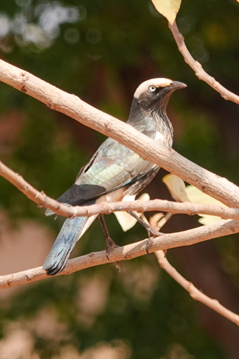 White-crowned Starling - ML632357811