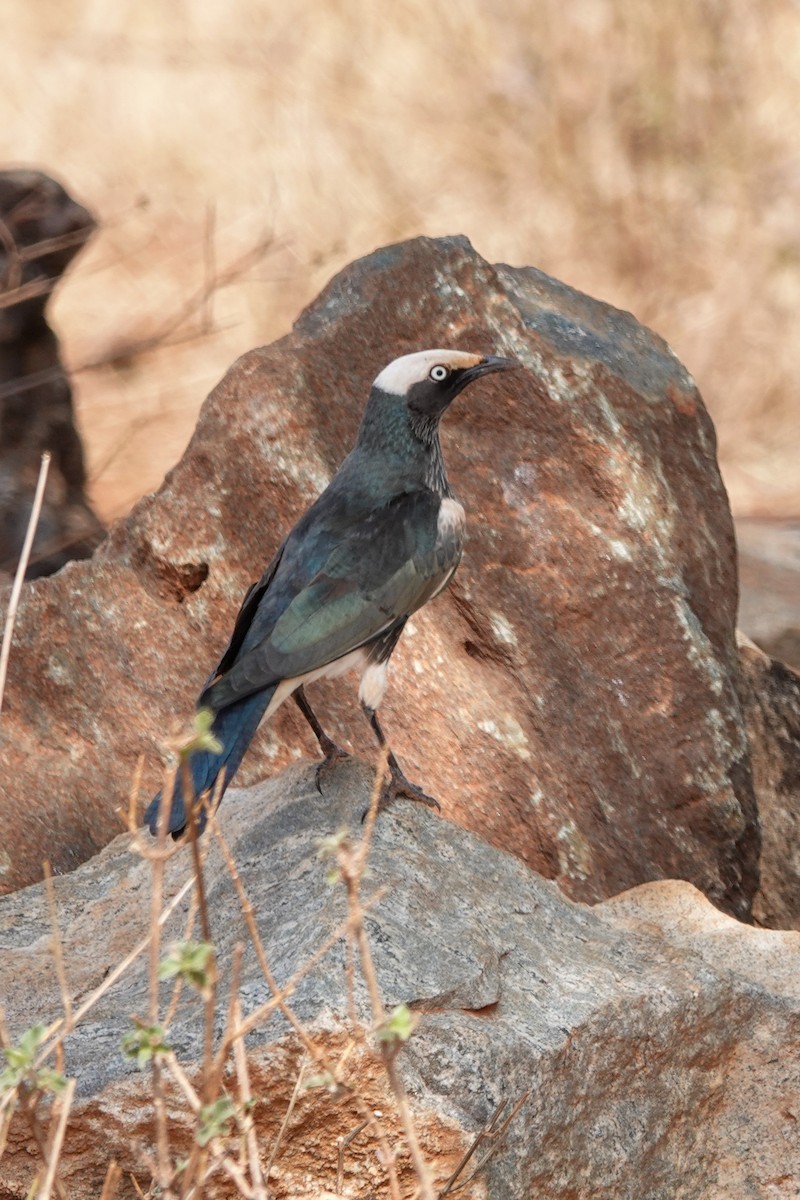 White-crowned Starling - ML632357812