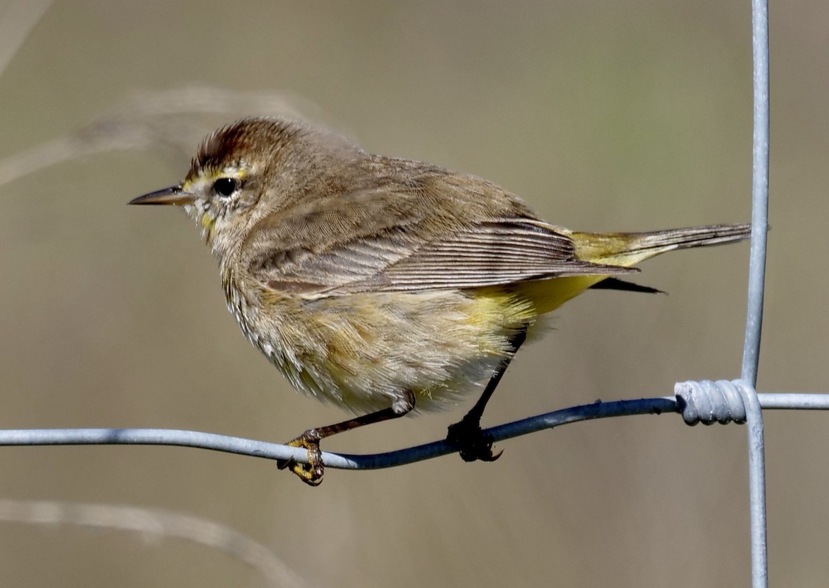 Palm Warbler - ML632357818