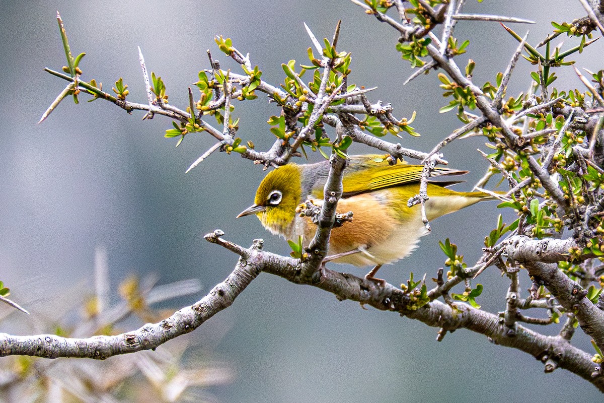 Silvereye - ML632357886