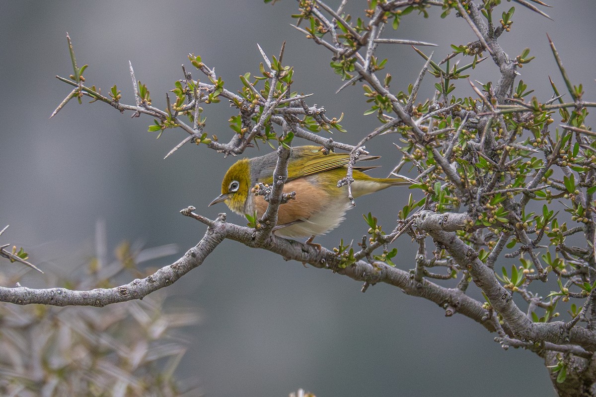 Silvereye - ML632357887