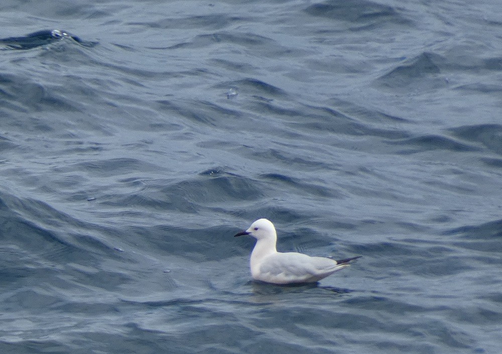 Slender-billed Gull - ML632357979