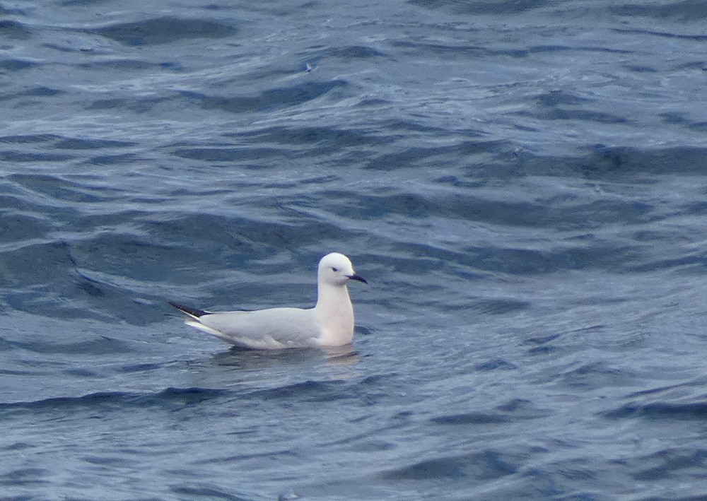 Slender-billed Gull - ML632357988