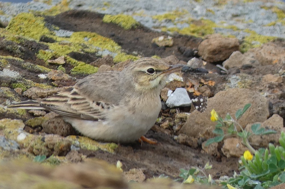 Tawny Pipit - ML632357999
