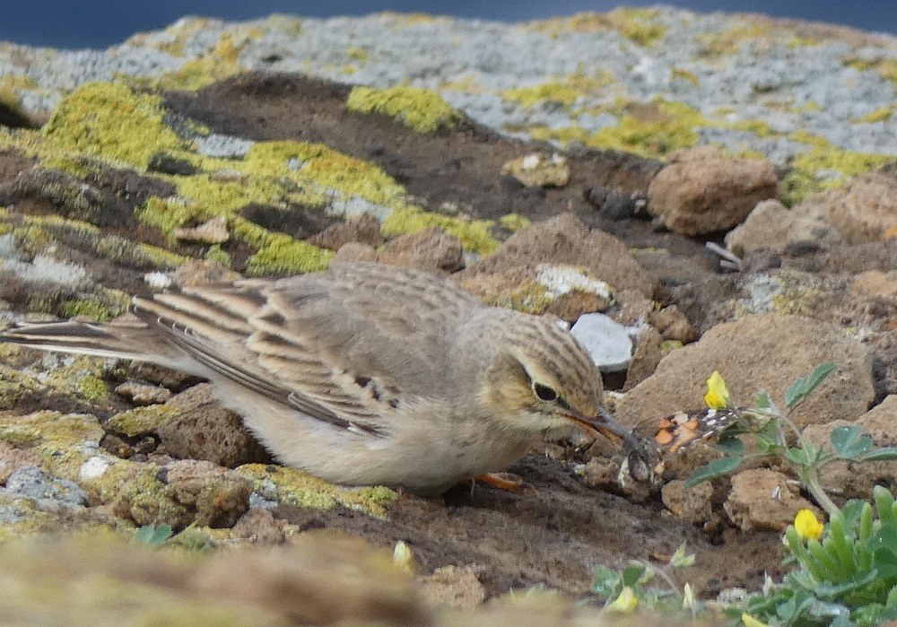 Tawny Pipit - ML632358020