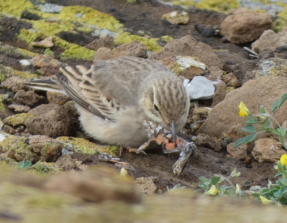 Tawny Pipit - ML632358034