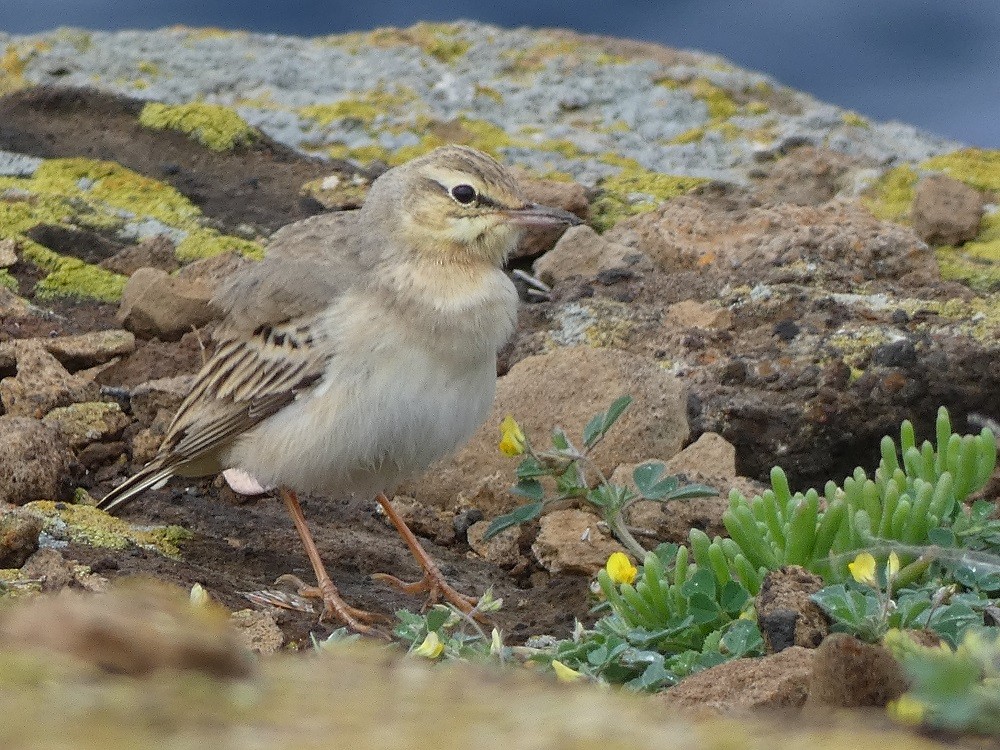 Tawny Pipit - ML632358038