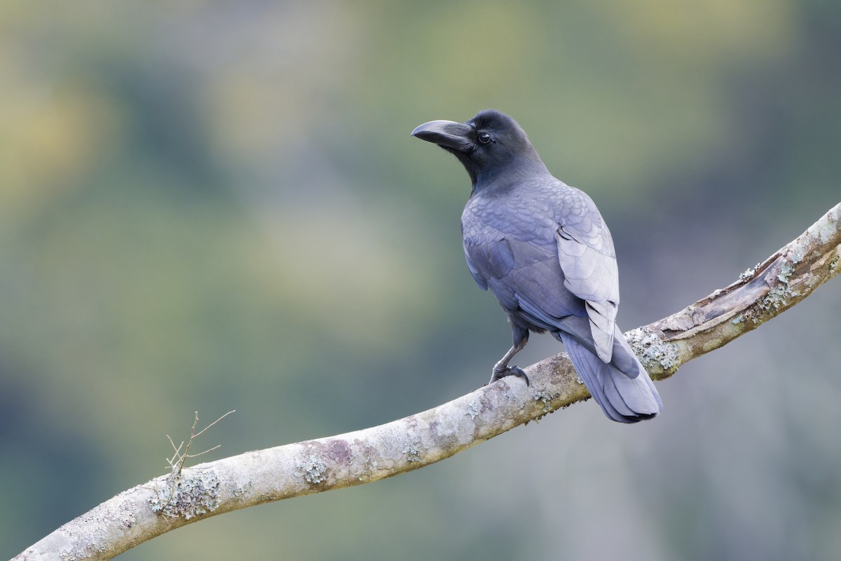 Large-billed Crow - ML632358178