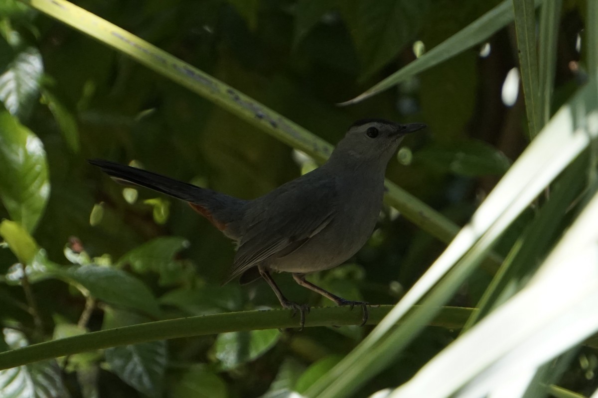 Gray Catbird - ML632358220