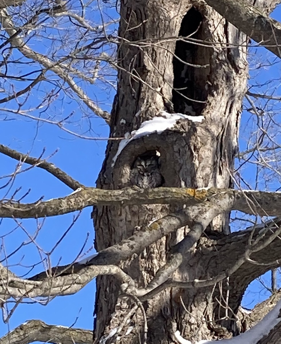 Eastern Screech-Owl - ML632358225