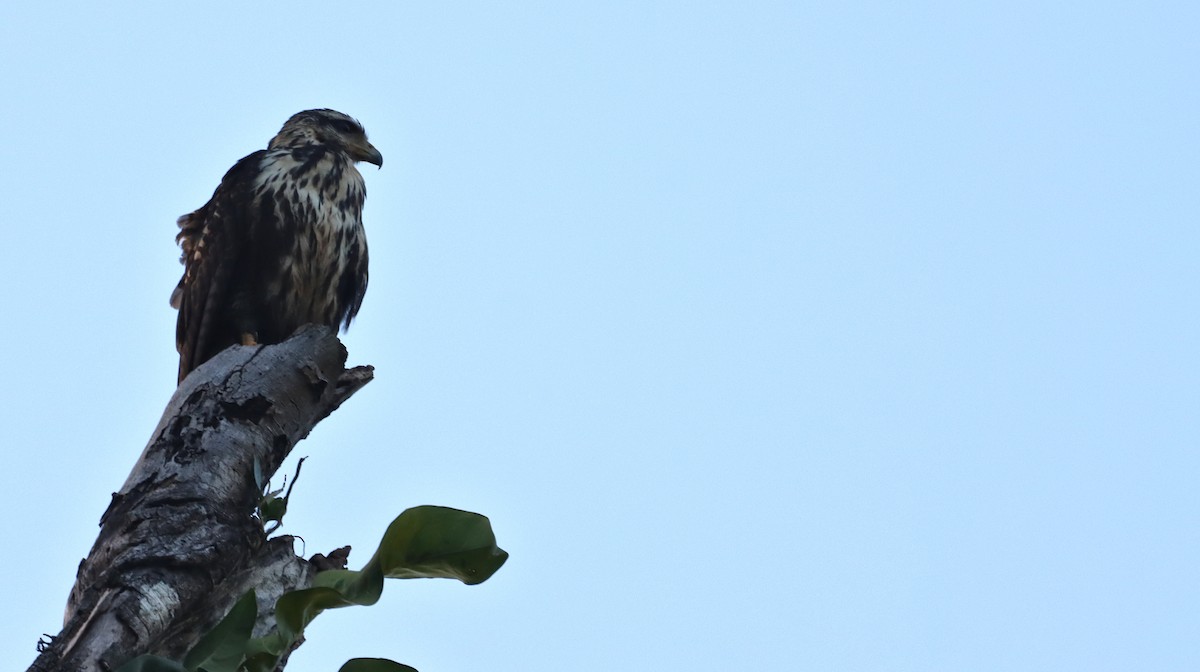 Common Black Hawk - ML632358264