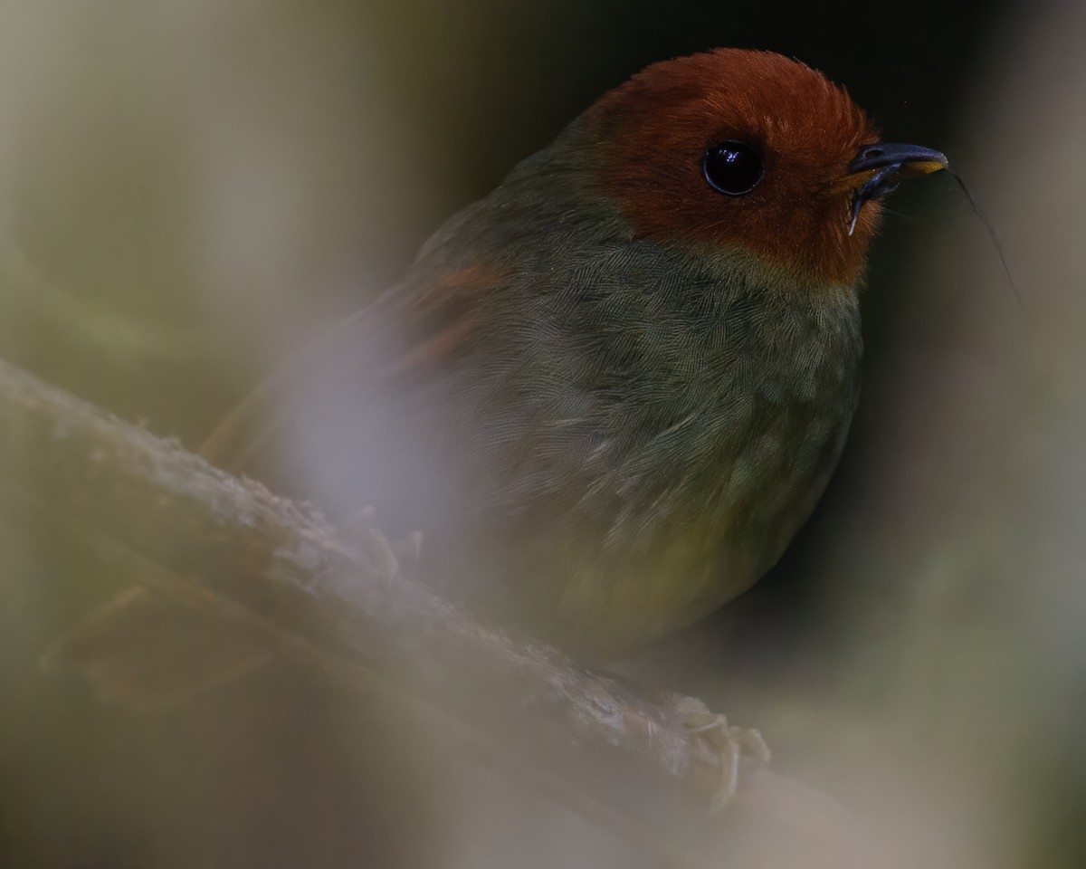 ズアカハエトリモドキ - ML632358558
