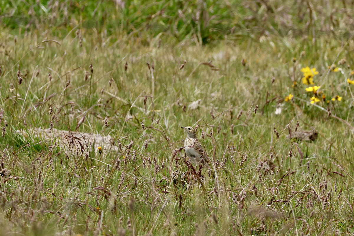 Puna Pipit - ML632358591