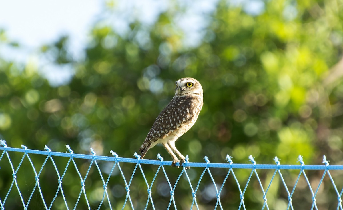 Burrowing Owl (grallaria) - ML632358673