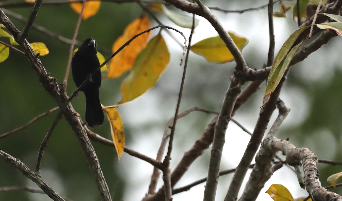 Thick-billed Seed-Finch - ML632358923